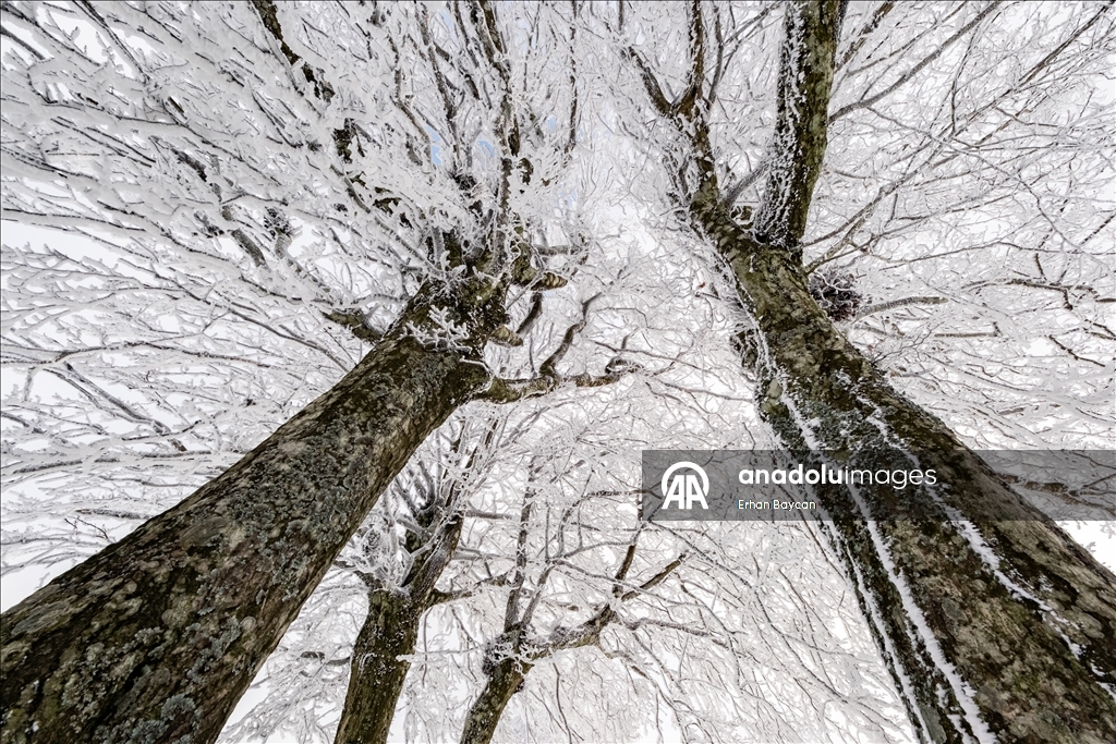 Daristanên Istrancayê bi berfê nixumîn