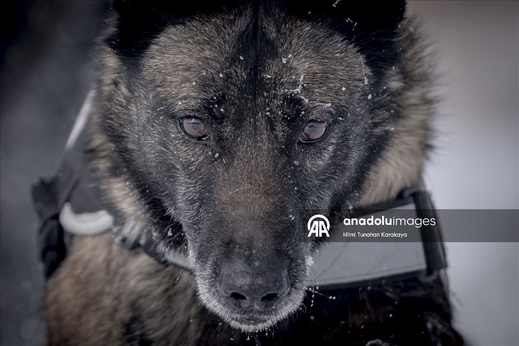 Erzurum'da eğitilen köpekler Doğu Anadolu'daki asayiş ve operasyonel görevlerde kullanılacak