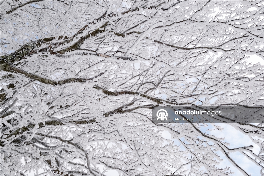 Daristanên Istrancayê bi berfê nixumîn