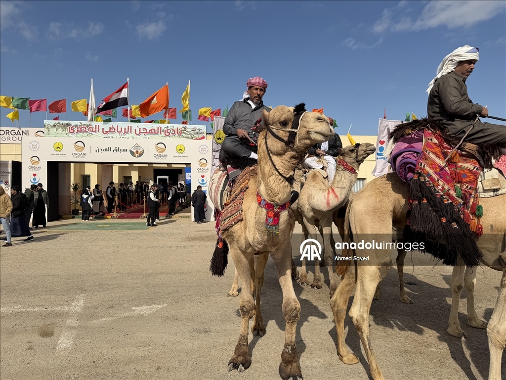 اختتام مهرجان سباقات الهجن في مدينة العريش المصرية
