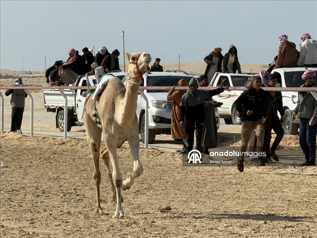اختتام مهرجان سباقات الهجن في مدينة العريش المصرية