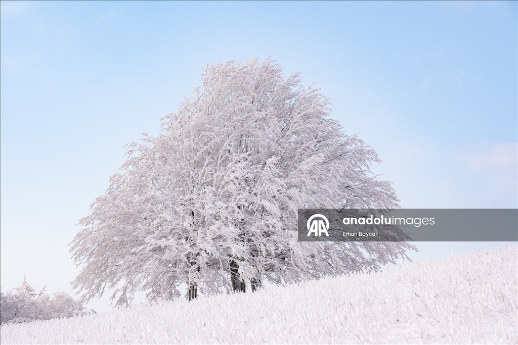 Daristanên Istrancayê bi berfê nixumîn