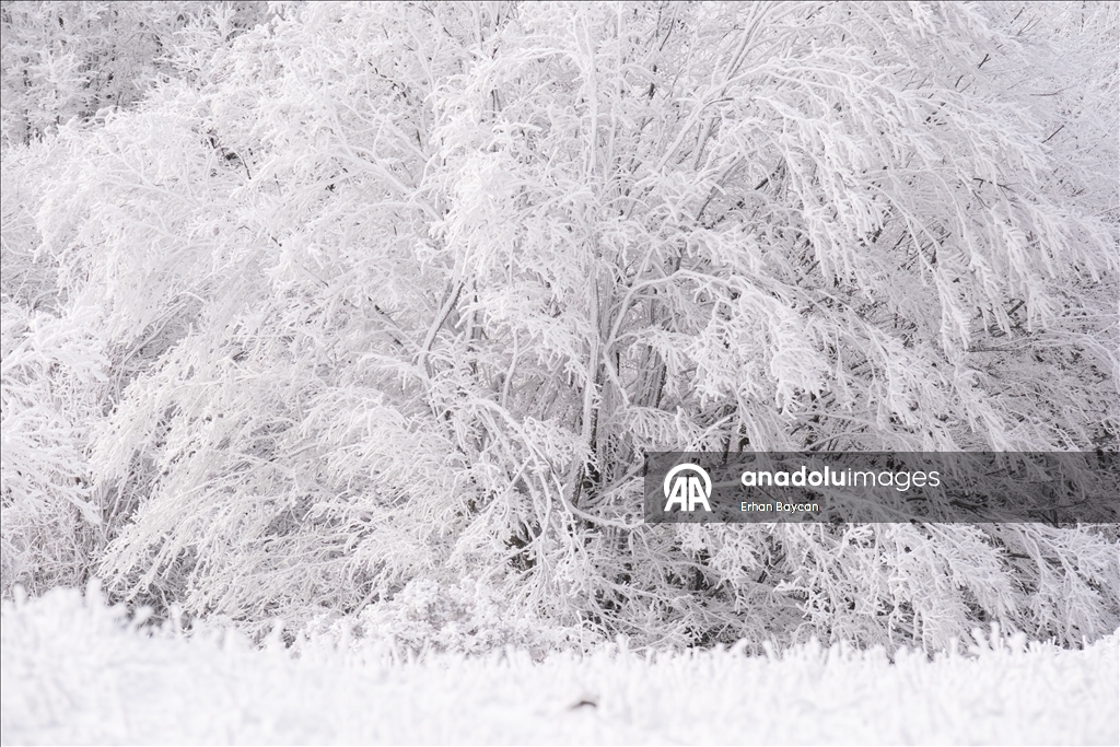 Daristanên Istrancayê bi berfê nixumîn