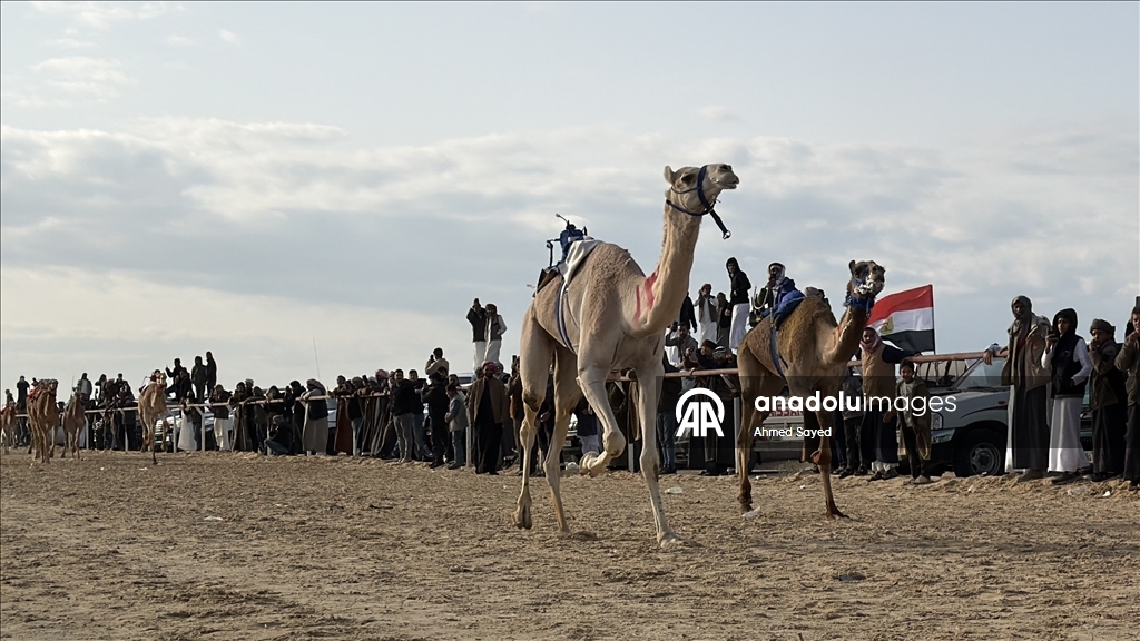 اختتام مهرجان سباقات الهجن في مدينة العريش المصرية
