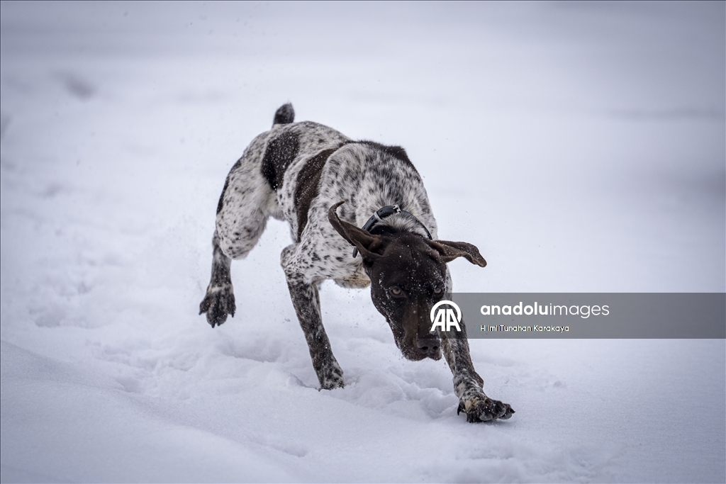 Erzurum'da eğitilen köpekler Doğu Anadolu'daki asayiş ve operasyonel görevlerde kullanılacak