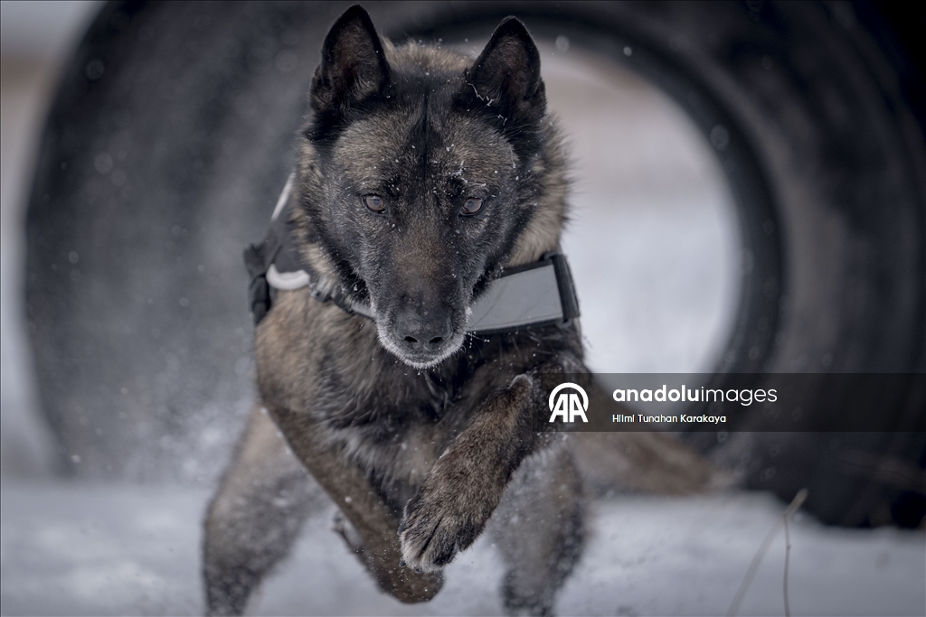 Erzurum'da eğitilen köpekler Doğu Anadolu'daki asayiş ve operasyonel görevlerde kullanılacak