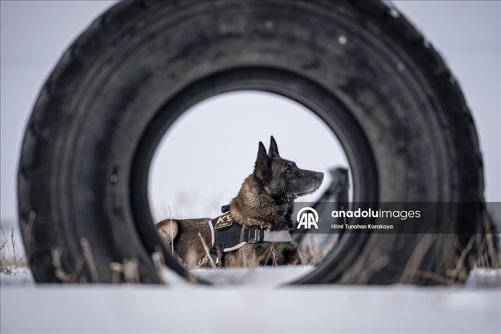 Erzurum'da eğitilen köpekler Doğu Anadolu'daki asayiş ve operasyonel görevlerde kullanılacak
