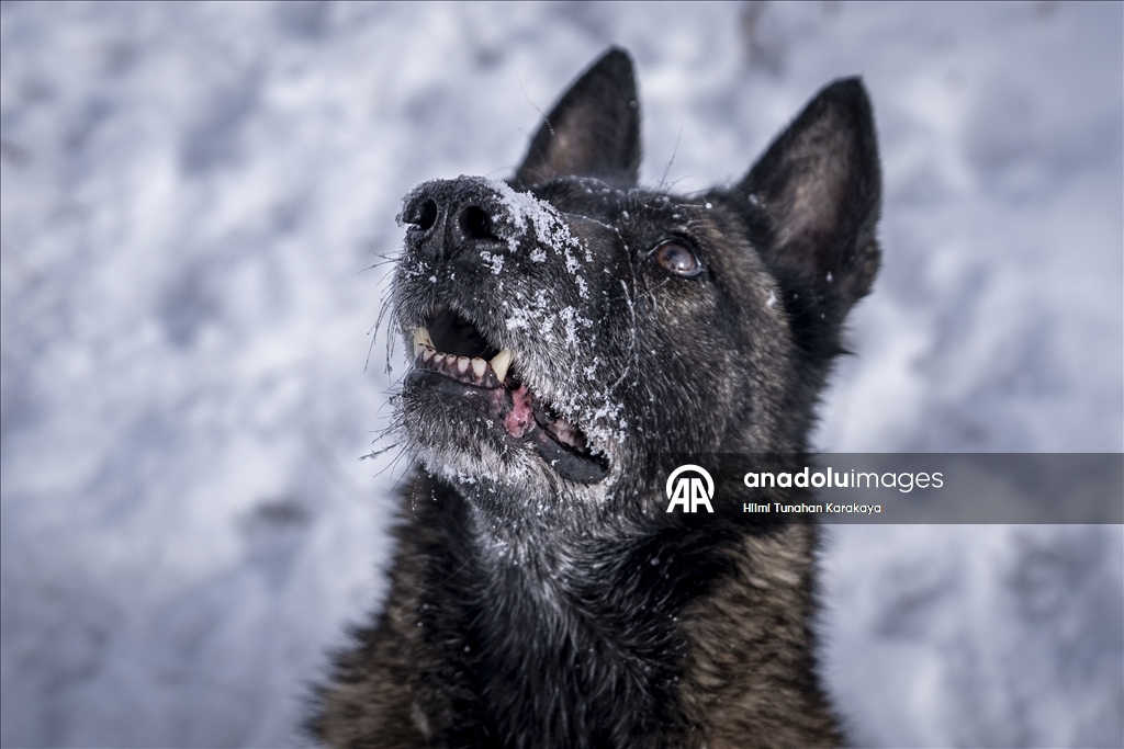 Erzurum'da eğitilen köpekler Doğu Anadolu'daki asayiş ve operasyonel görevlerde kullanılacak