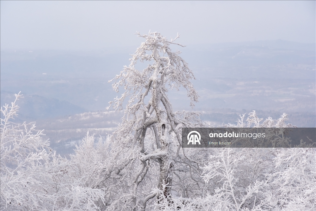 Daristanên Istrancayê bi berfê nixumîn