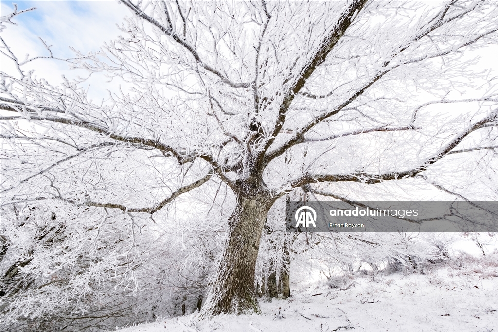 Daristanên Istrancayê bi berfê nixumîn