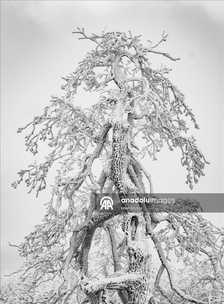 Daristanên Istrancayê bi berfê nixumîn