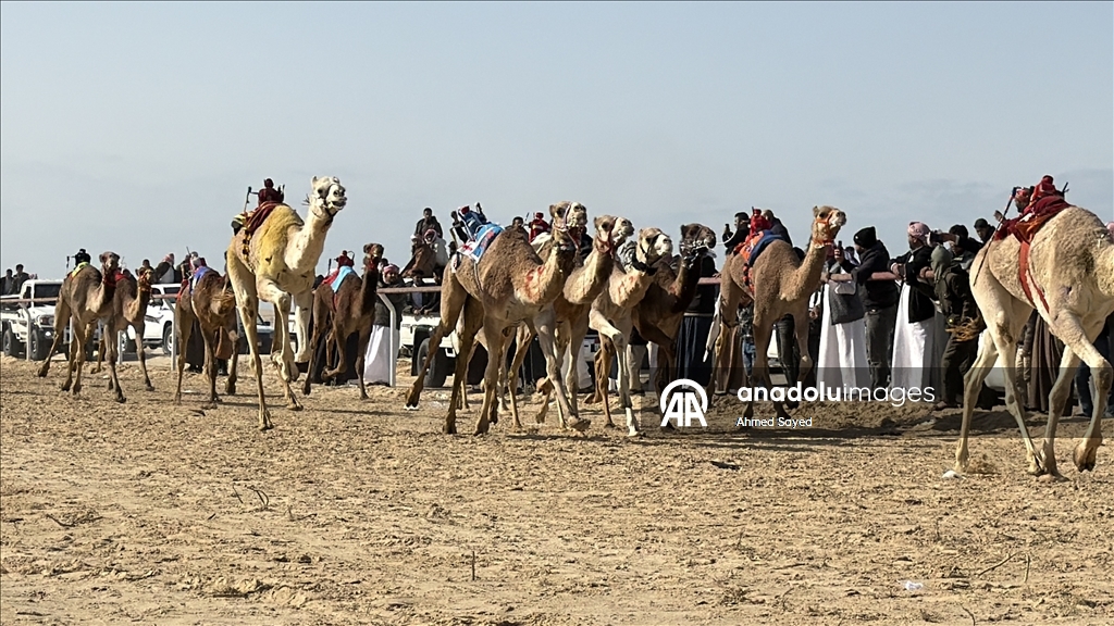 اختتام مهرجان سباقات الهجن في مدينة العريش المصرية