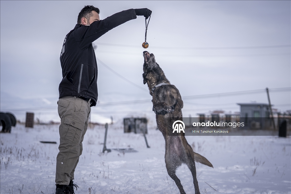 Erzurum'da eğitilen köpekler Doğu Anadolu'daki asayiş ve operasyonel görevlerde kullanılacak