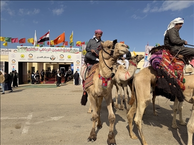 اختتام مهرجان سباقات الهجن في مدينة العريش المصرية