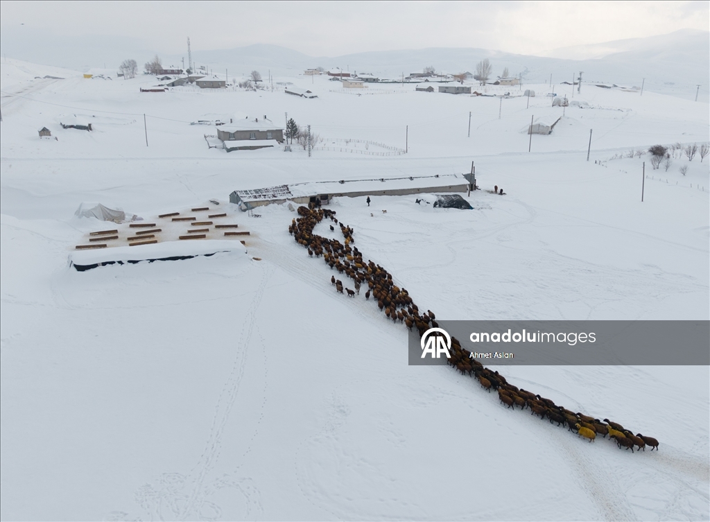 Bingöl Karlıova’da besicilerin kış mesaisi
