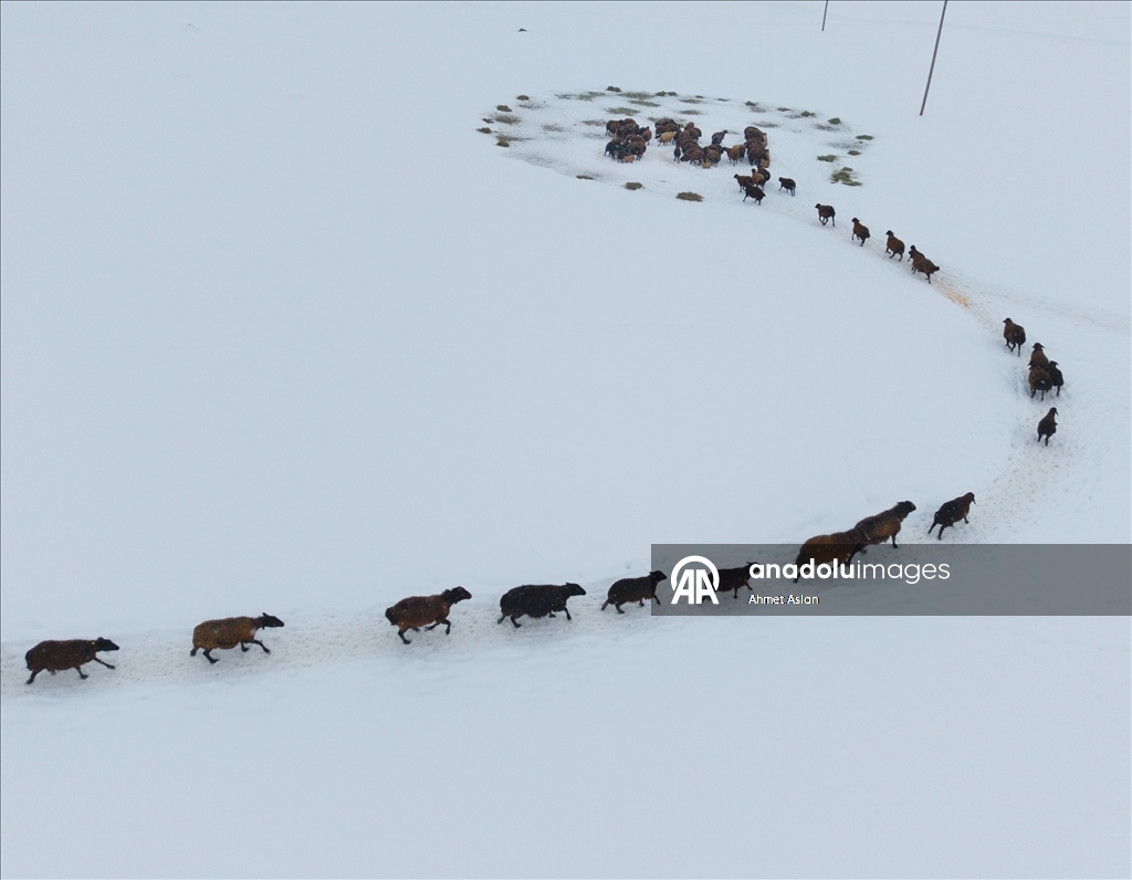 Bingöl Karlıova’da besicilerin kış mesaisi