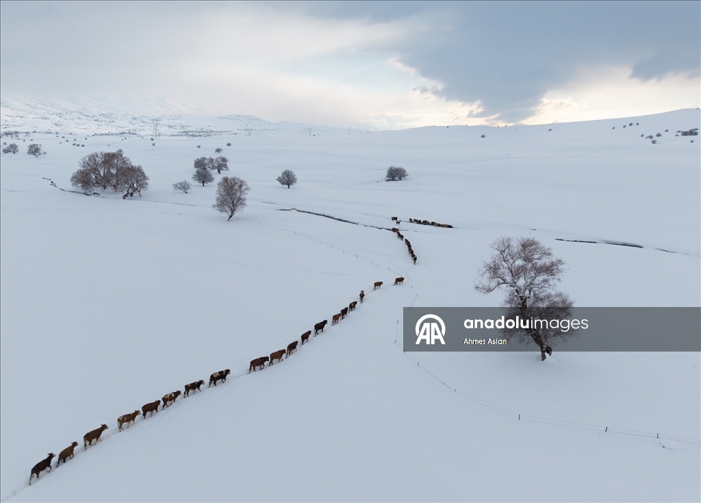 Bingöl Karlıova’da besicilerin kış mesaisi