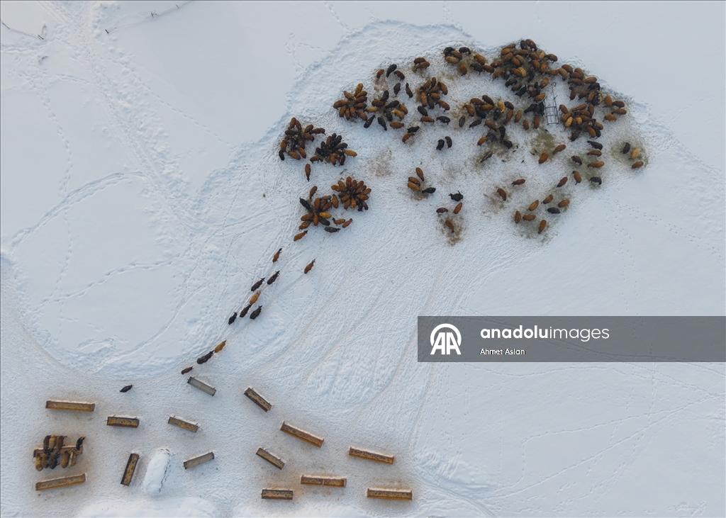 Bingöl Karlıova’da besicilerin kış mesaisi