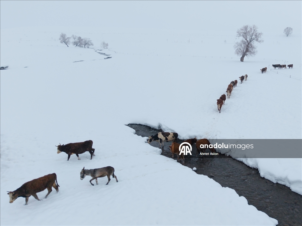 Bingöl Karlıova’da besicilerin kış mesaisi