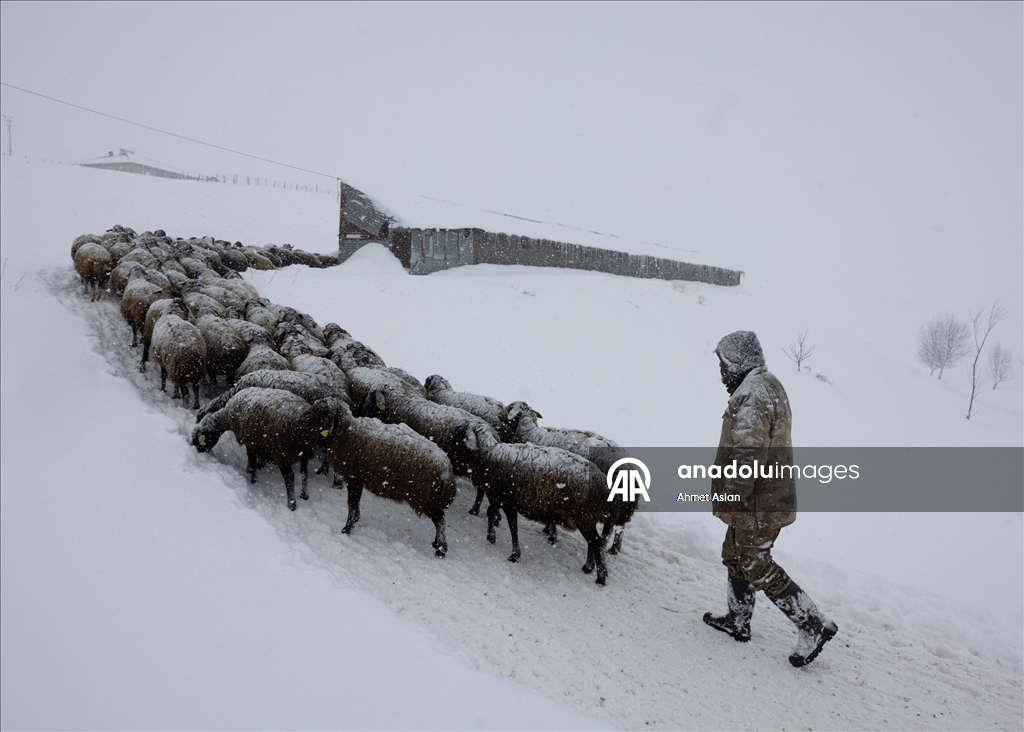 Bingöl Karlıova’da besicilerin kış mesaisi