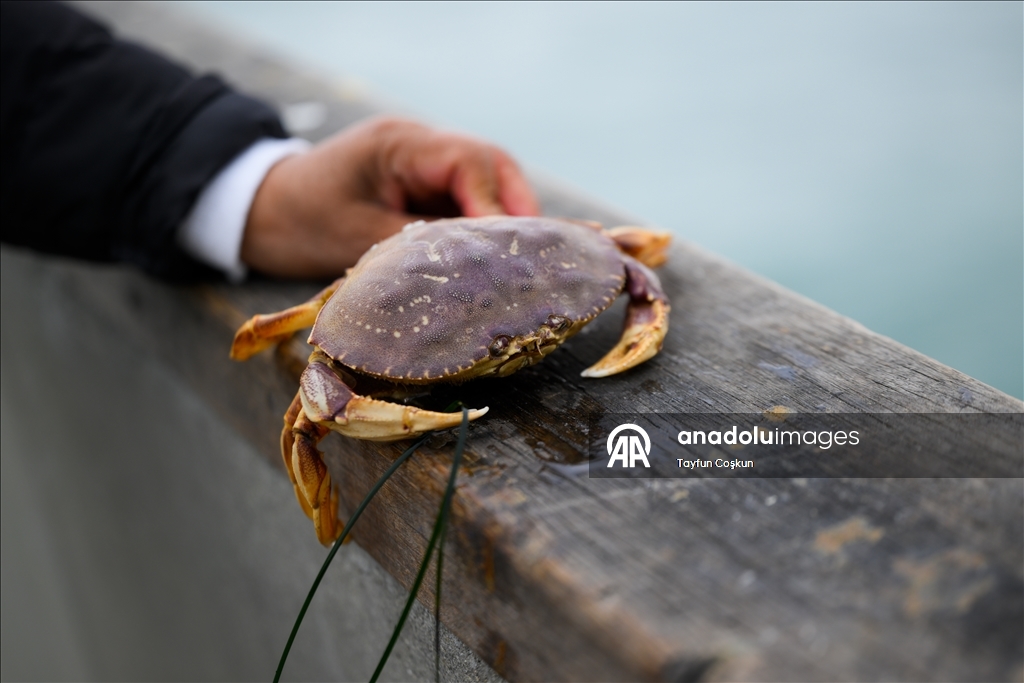 Прибрежные пейзажи города Пацифика в Калифорнии