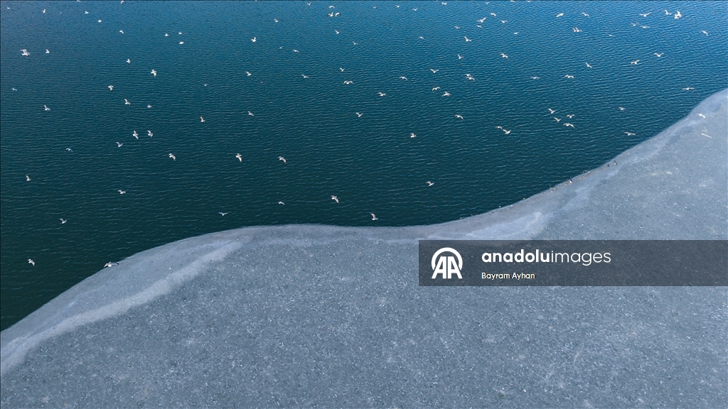 Замерзание прудов в турецком Батталгази осложнило кормление птиц