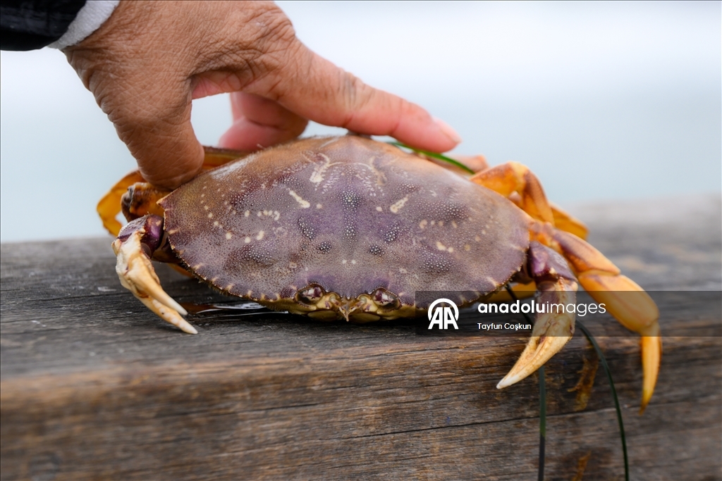 Прибрежные пейзажи города Пацифика в Калифорнии