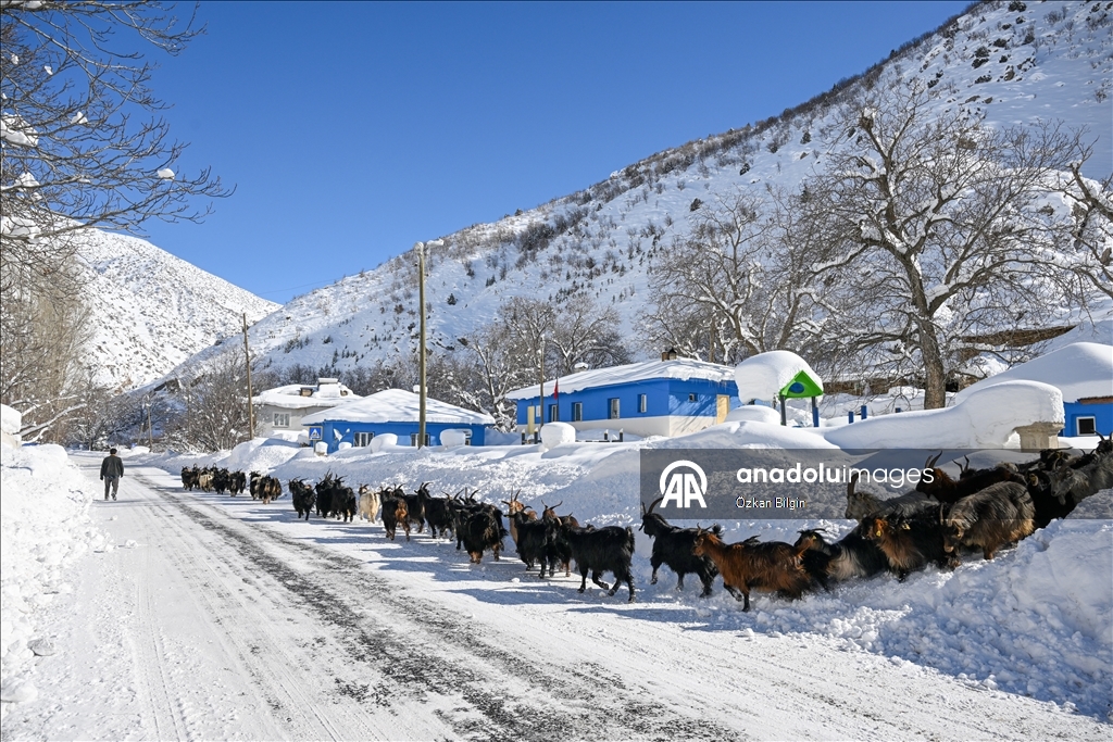 Li Wanê li taxên ku stûriya berfê ji 2 metreyan derbas bûye zivistan dijwar derbas dibe