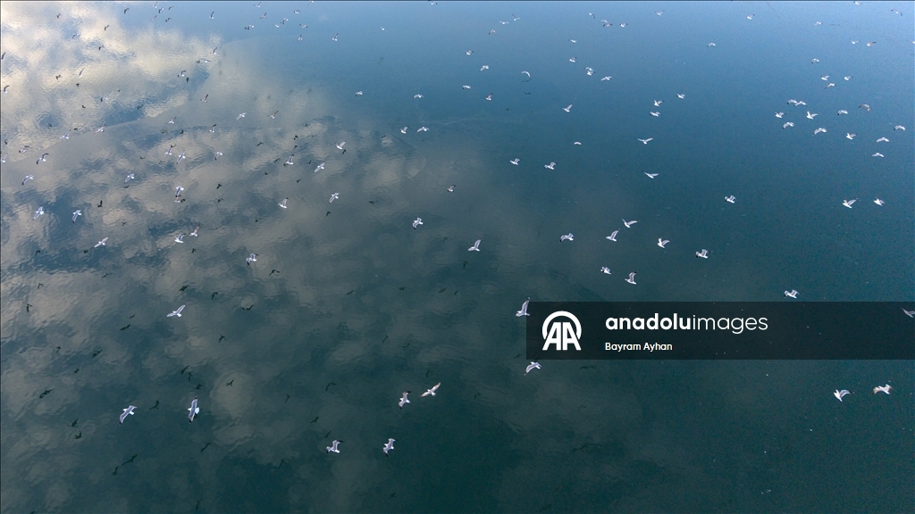 Замерзание прудов в турецком Батталгази осложнило кормление птиц