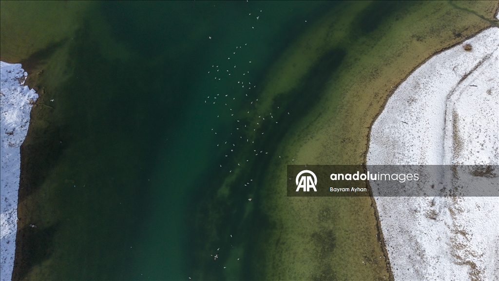 Замерзание прудов в турецком Батталгази осложнило кормление птиц