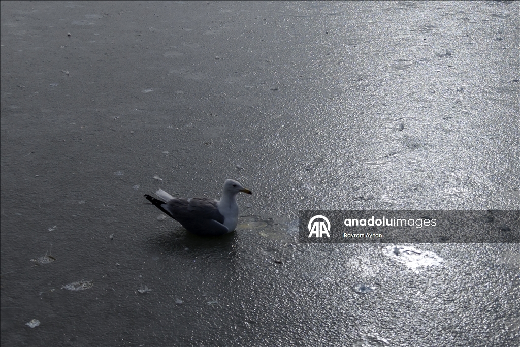 Замерзание прудов в турецком Батталгази осложнило кормление птиц