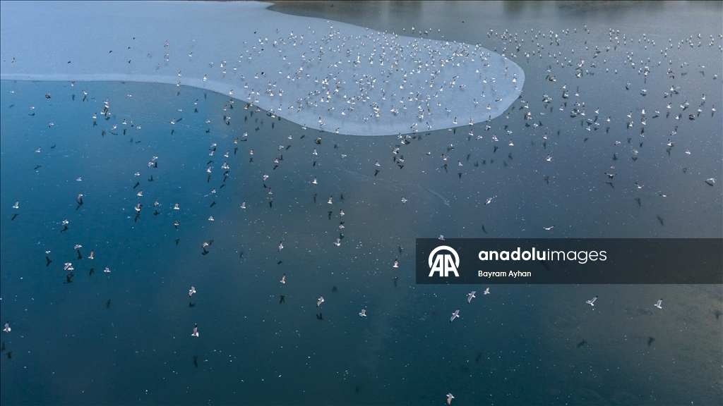 Замерзание прудов в турецком Батталгази осложнило кормление птиц