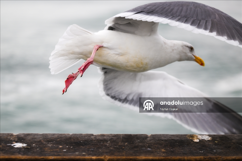 Прибрежные пейзажи города Пацифика в Калифорнии