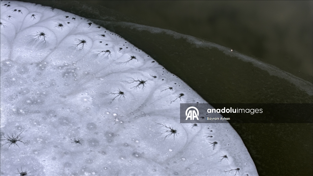 Замерзание прудов в турецком Батталгази осложнило кормление птиц