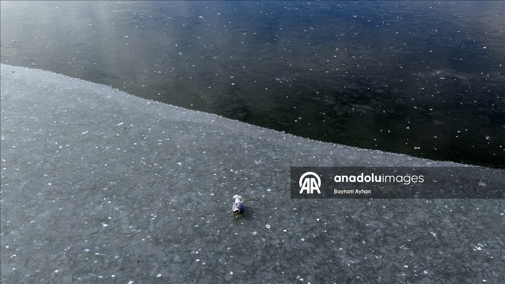 Замерзание прудов в турецком Батталгази осложнило кормление птиц