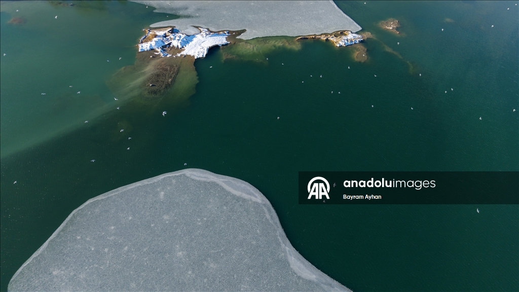 Замерзание прудов в турецком Батталгази осложнило кормление птиц