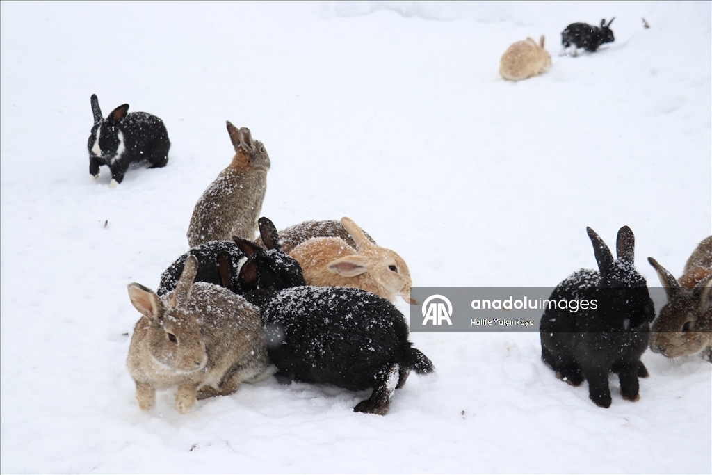 Sivas'ta kar yağışı ve soğuk hava etkili oluyor