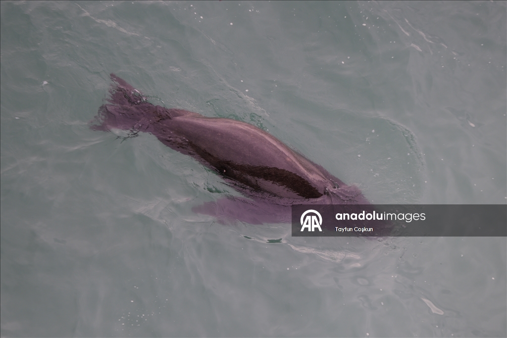 Прибрежные пейзажи города Пацифика в Калифорнии