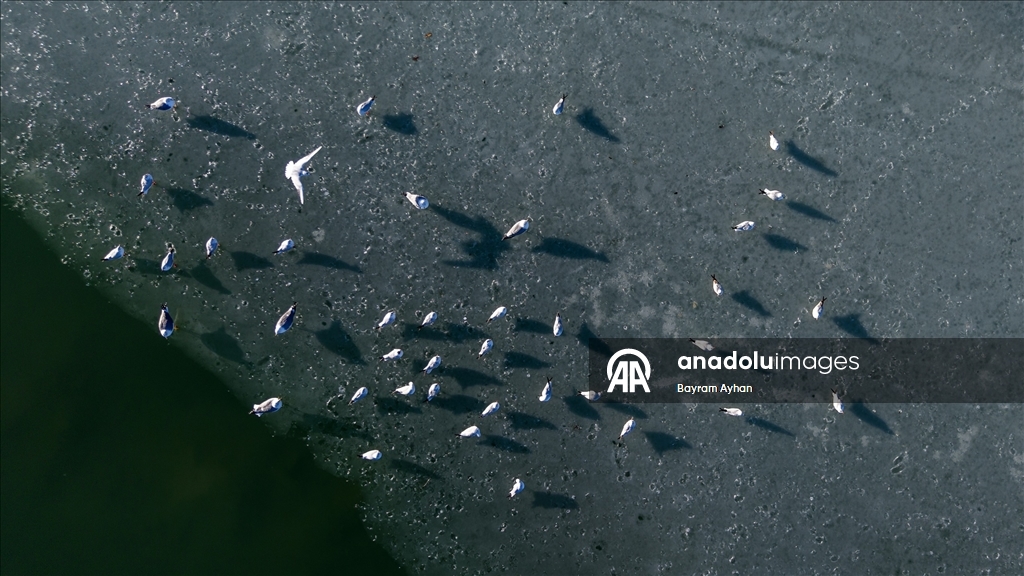 Battalgazi’de göletler buz tuttu, kuşların beslenmesi zorlaştı