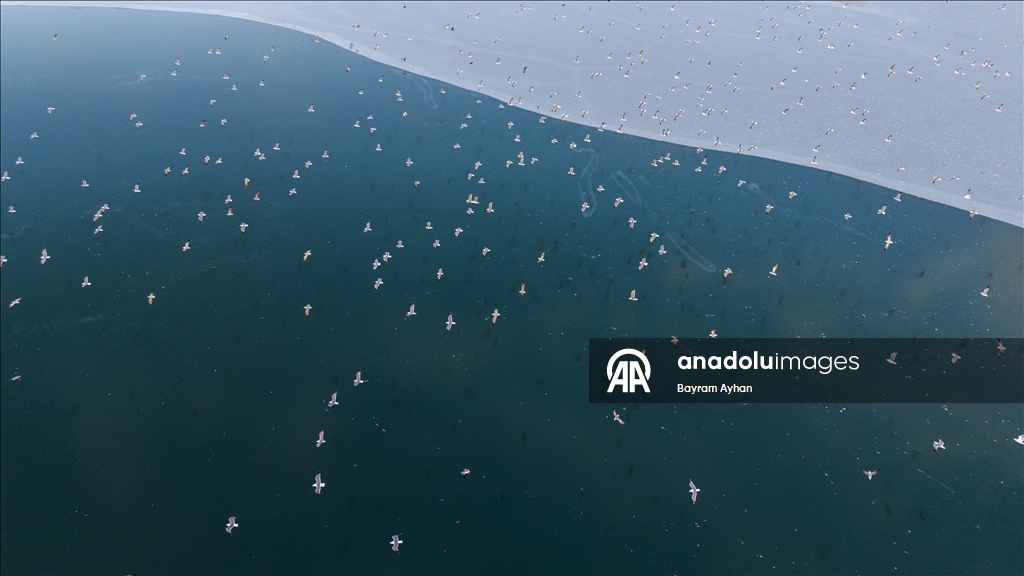 Замерзание прудов в турецком Батталгази осложнило кормление птиц