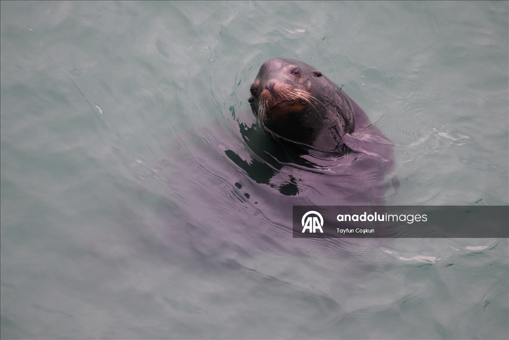 Прибрежные пейзажи города Пацифика в Калифорнии