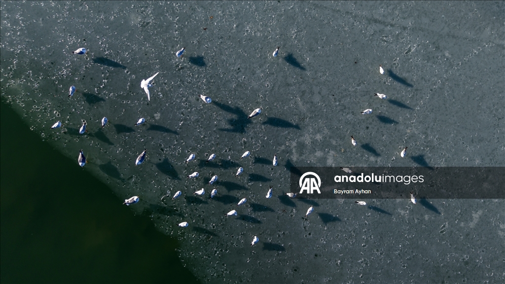 Замерзание прудов в турецком Батталгази осложнило кормление птиц