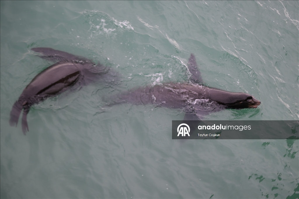 Прибрежные пейзажи города Пацифика в Калифорнии