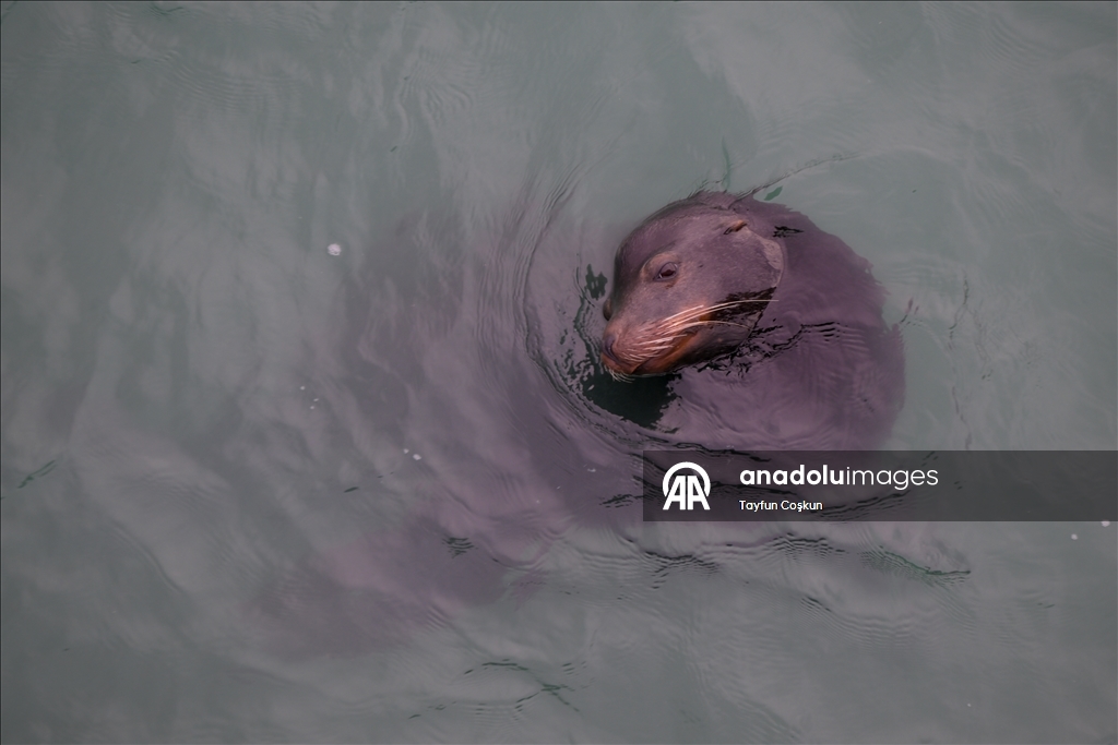 Прибрежные пейзажи города Пацифика в Калифорнии