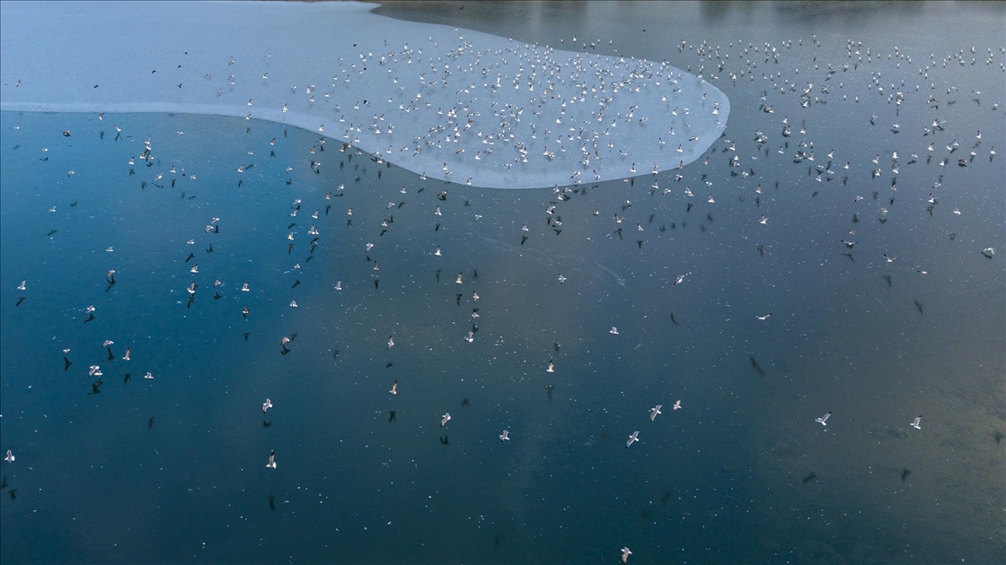 Battalgazi’de göletler buz tuttu, kuşların beslenmesi zorlaştı