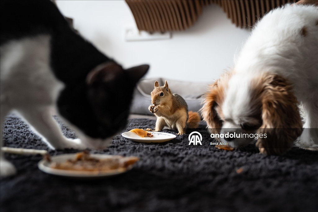 Vjeverica Yoda priprema se za život u divljini