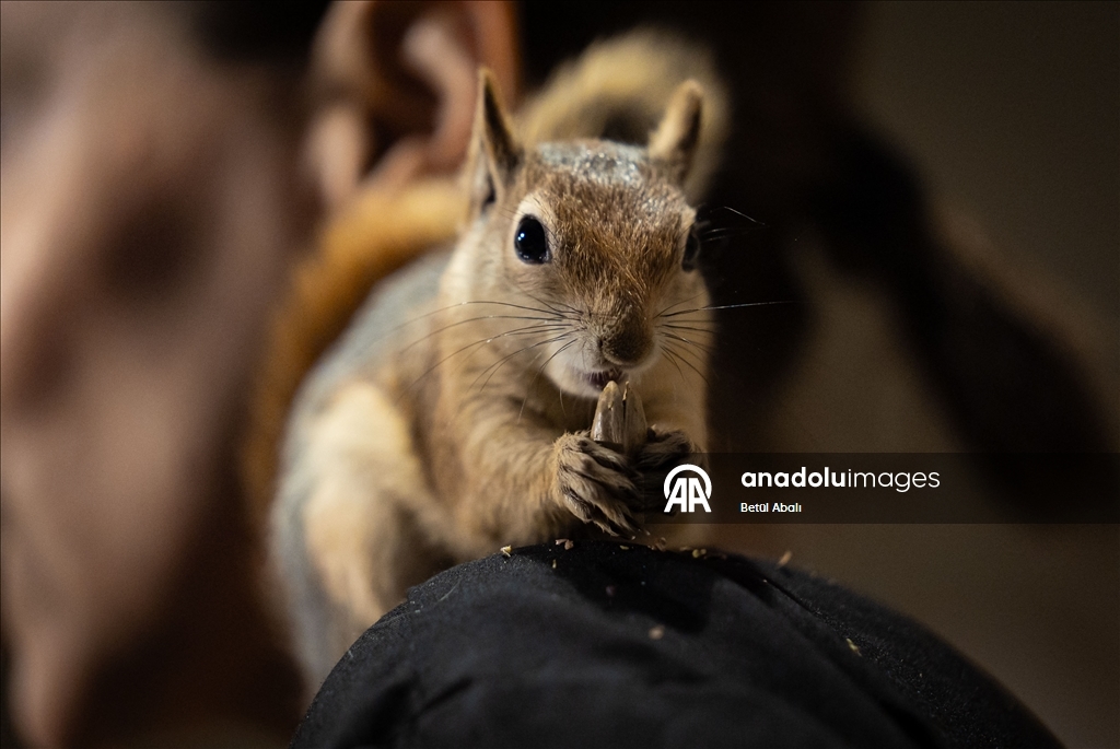 Vjeverica Yoda priprema se za život u divljini