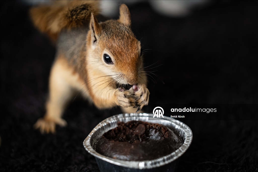 Sincap yavrusu "Yoda", veterinerler gözetiminde doğada hayatta kalmayı öğreniyor