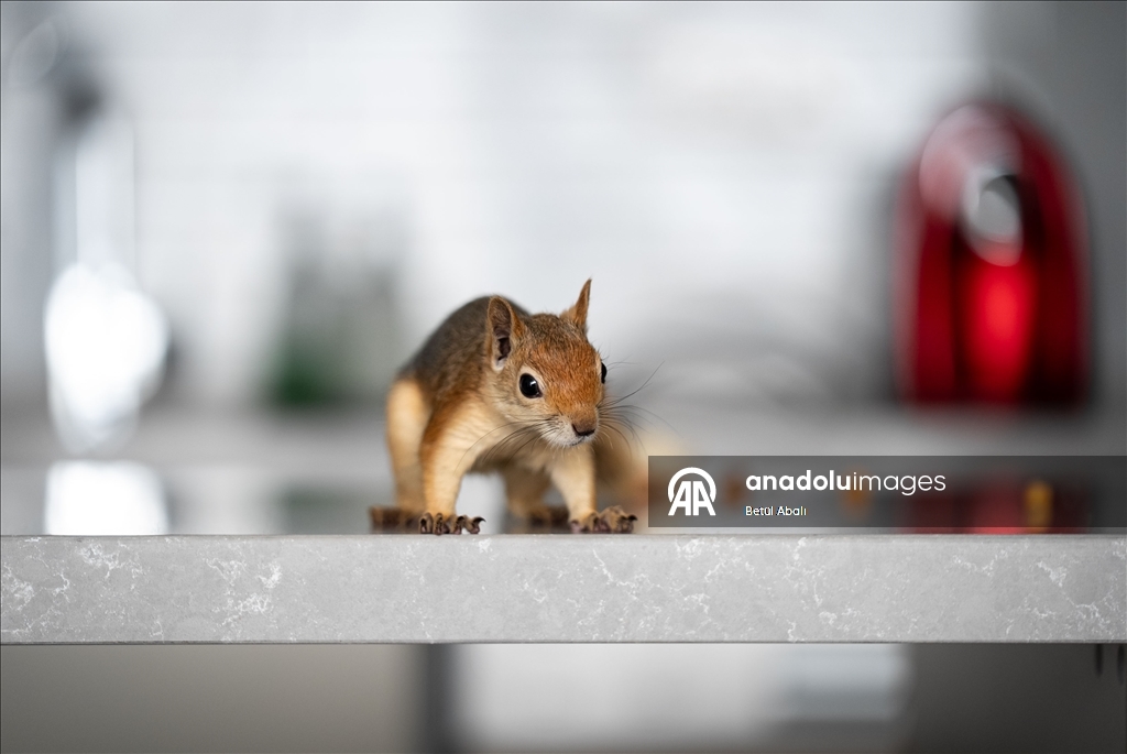 Sincap yavrusu "Yoda", veterinerler gözetiminde doğada hayatta kalmayı öğreniyor