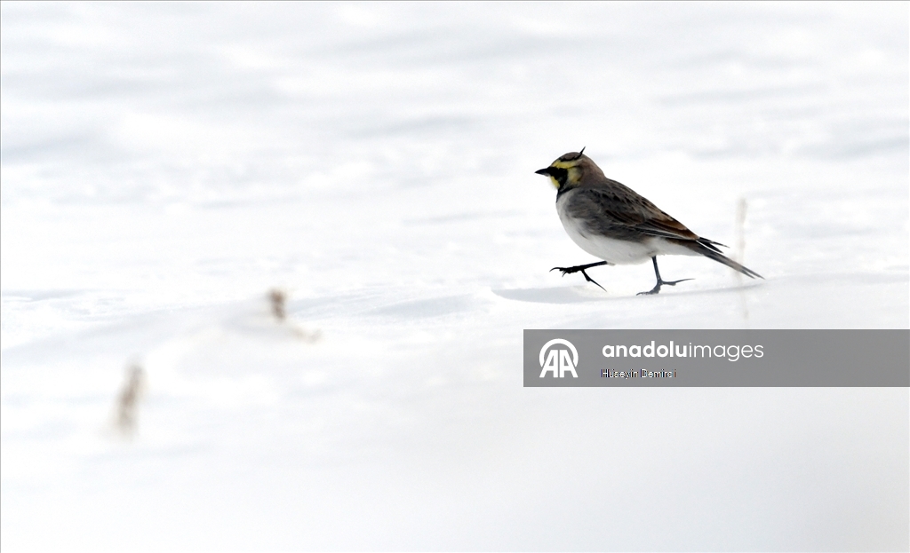 Kars'ta kar yağışı ve soğuk hava etkili oldu